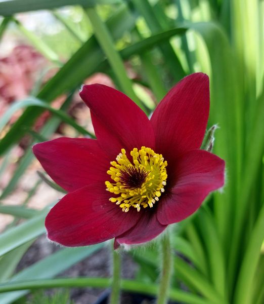 Pulsatilla vulgaris 'Pulsar Red Shades'